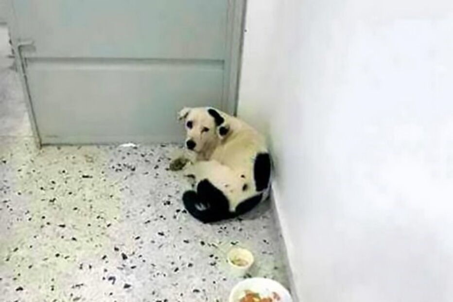 'Nuvem Viajante' nunca deixou de esperar pelo dono que a abandonou