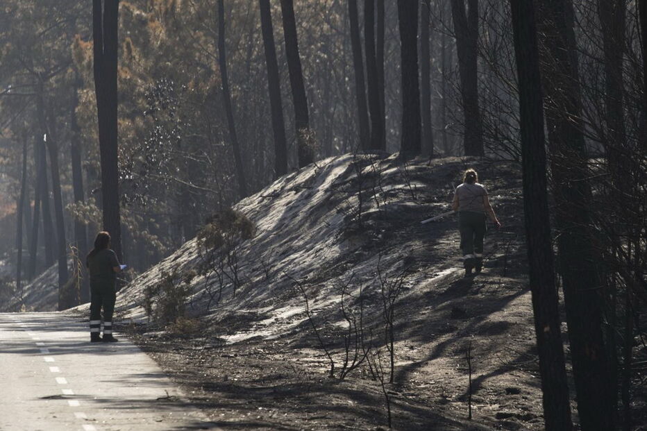 Devastação deixada pelos fogos no Pinhal de Leiria