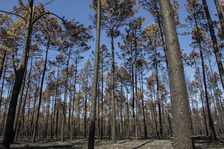 Devastação deixada pelos fogos no Pinhal de Leiria