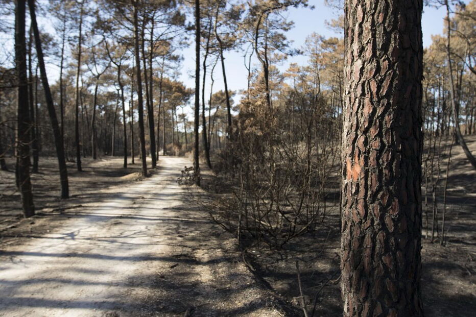 Devastação deixada pelos fogos no Pinhal de Leiria