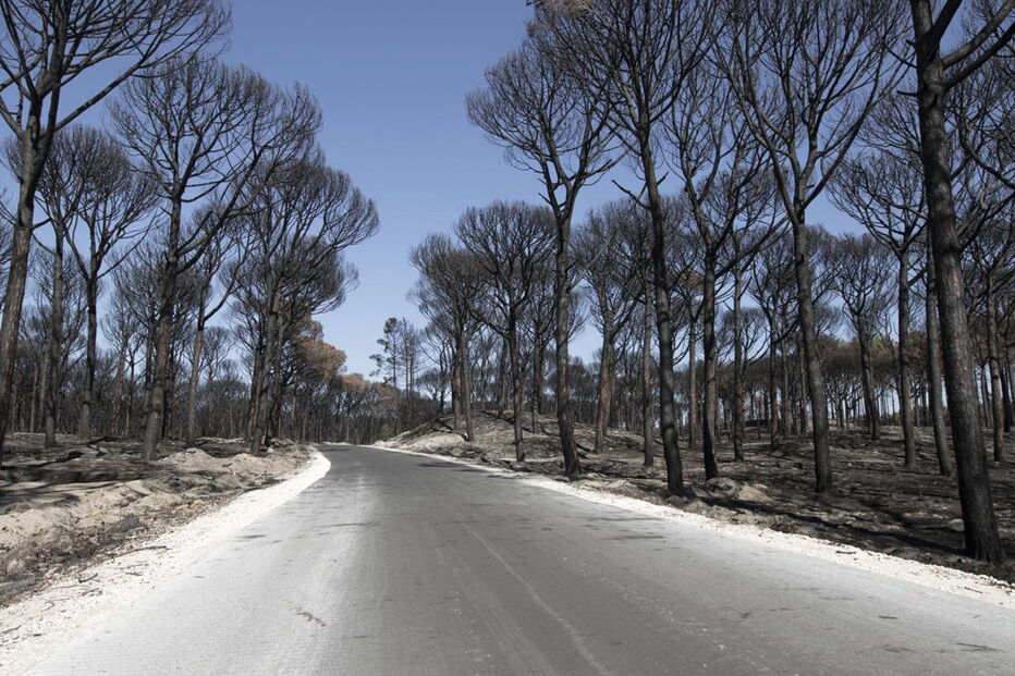 Devastação deixada pelos fogos no Pinhal de Leiria