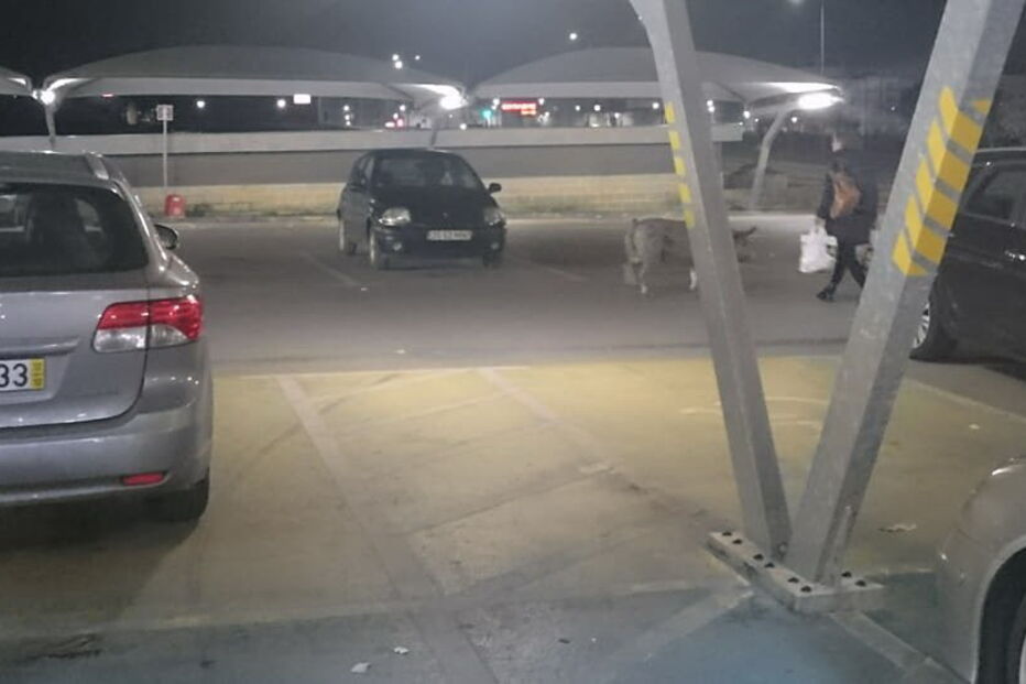 Porco passeou por supermercado de Alcochete