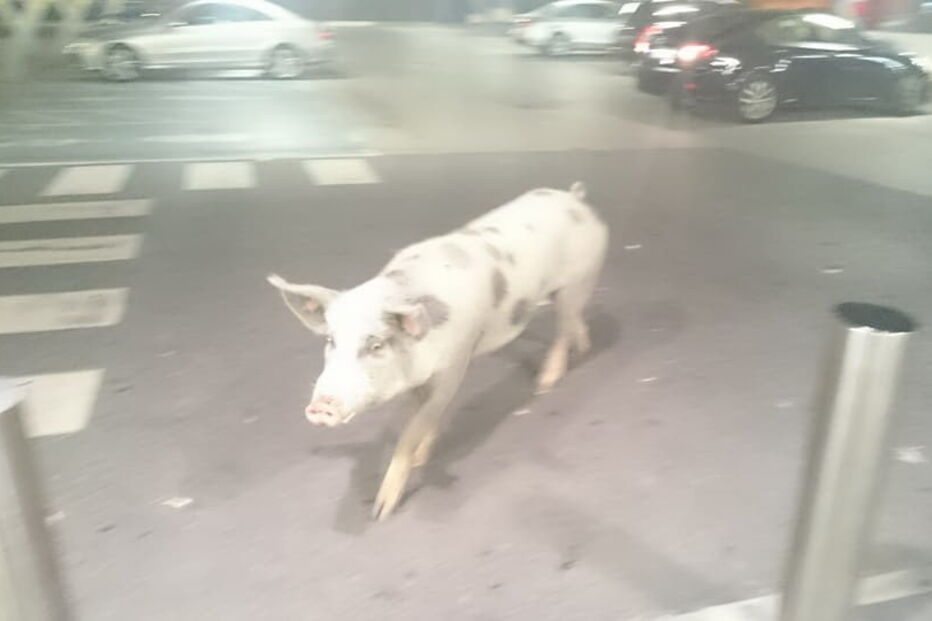 Porco passeou por supermercado de Alcochete