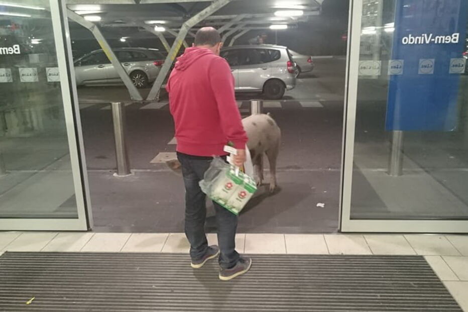 Porco passeou por supermercado de Alcochete