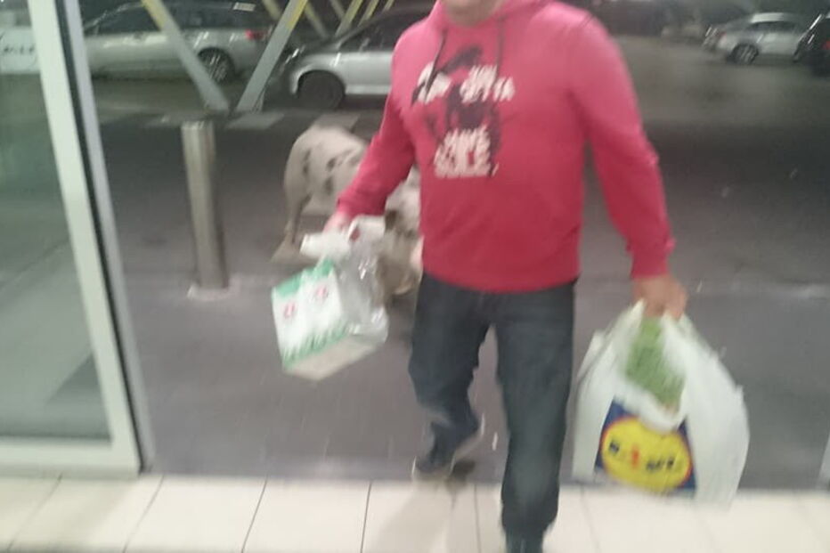 Porco passeou por supermercado de Alcochete