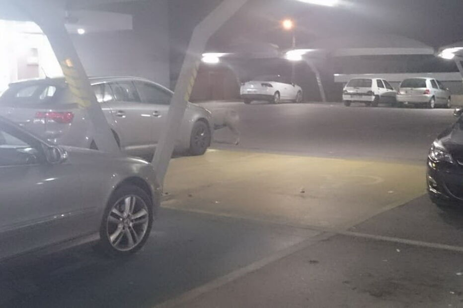 Porco passeou por supermercado de Alcochete