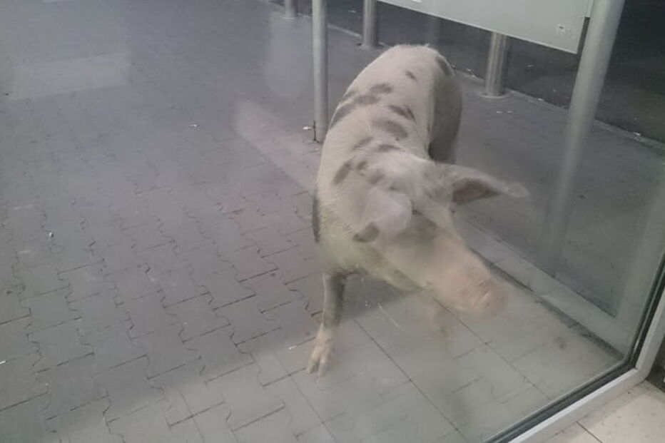 Porco passeou por supermercado de Alcochete