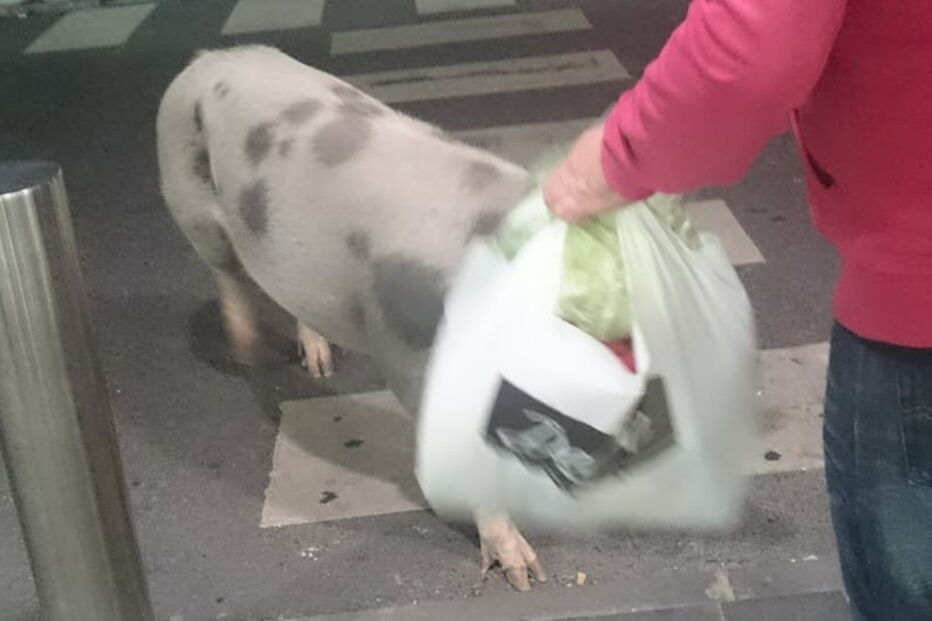 Porco passeou por supermercado de Alcochete