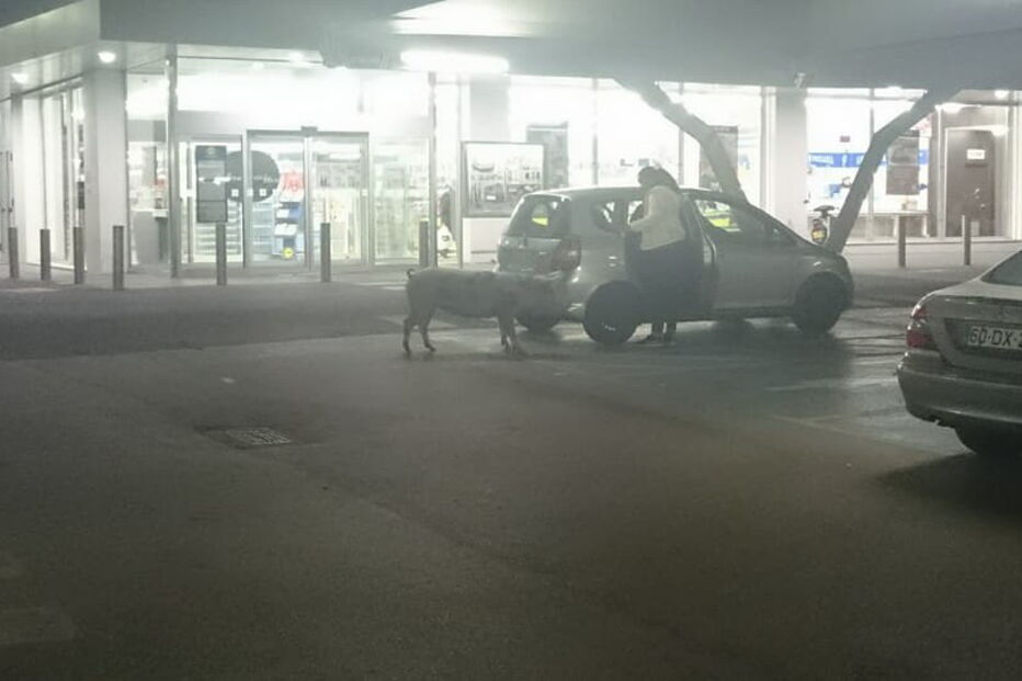 Porco passeou por supermercado de Alcochete