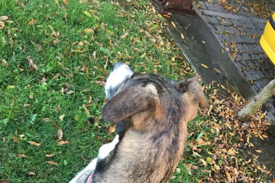 Cadela vive no quartel e é a mascote dos bombeiros. Calendário solidário à venda por 3,5 euros