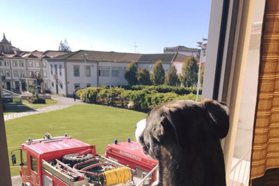 Cadela vive no quartel e é a mascote dos bombeiros. Calendário solidário à venda por 3,5 euros