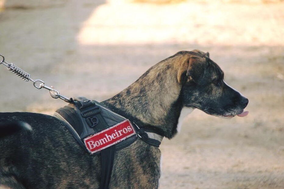 Cadela Nina é figura do calendário dos bombeiros de Viana do Castelo