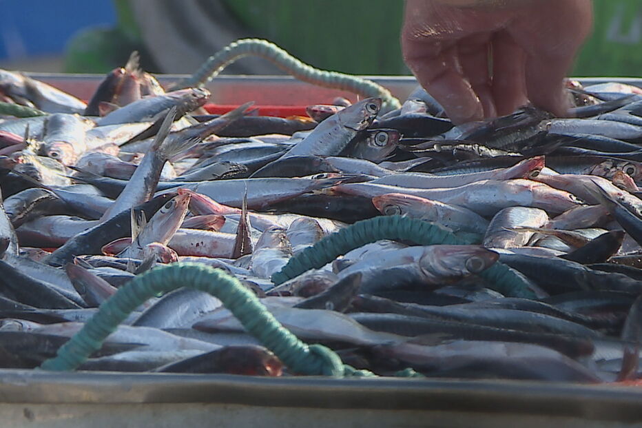 Polícia desmantela tráfico de sardinha
