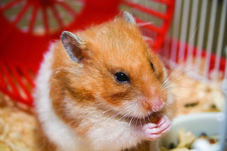 Hamster