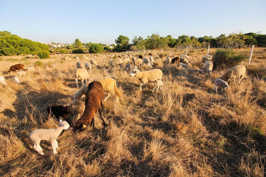Filipe Reis, 35 anos, tem rebanho de cerca de 600 ovelhas, na zona dos Olhos de Água, no concelho de Albufeira 