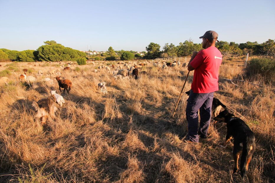 Filipe Reis, 35 anos, tem rebanho de cerca de 600 ovelhas, na zona dos Olhos de Água, no concelho de Albufeira 