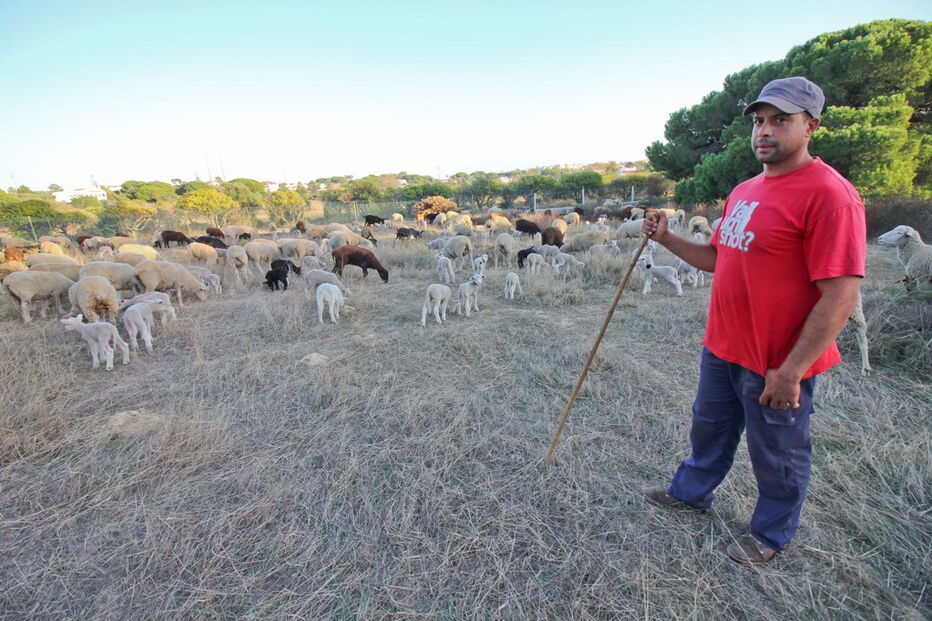 Filipe Reis, 35 anos, tem rebanho de cerca de 600 ovelhas, na zona dos Olhos de Água, no concelho de Albufeira 