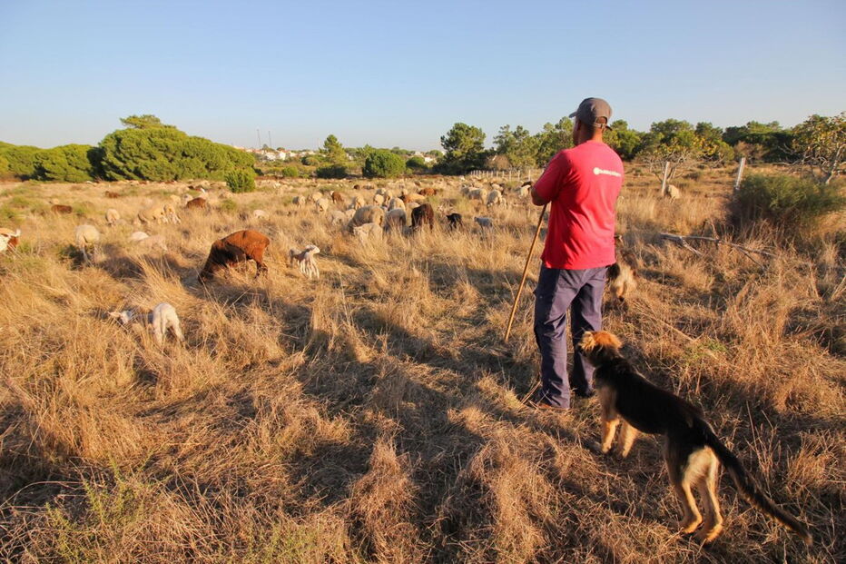 Filipe Reis, 35 anos, tem rebanho de cerca de 600 ovelhas, na zona dos Olhos de Água, no concelho de Albufeira 