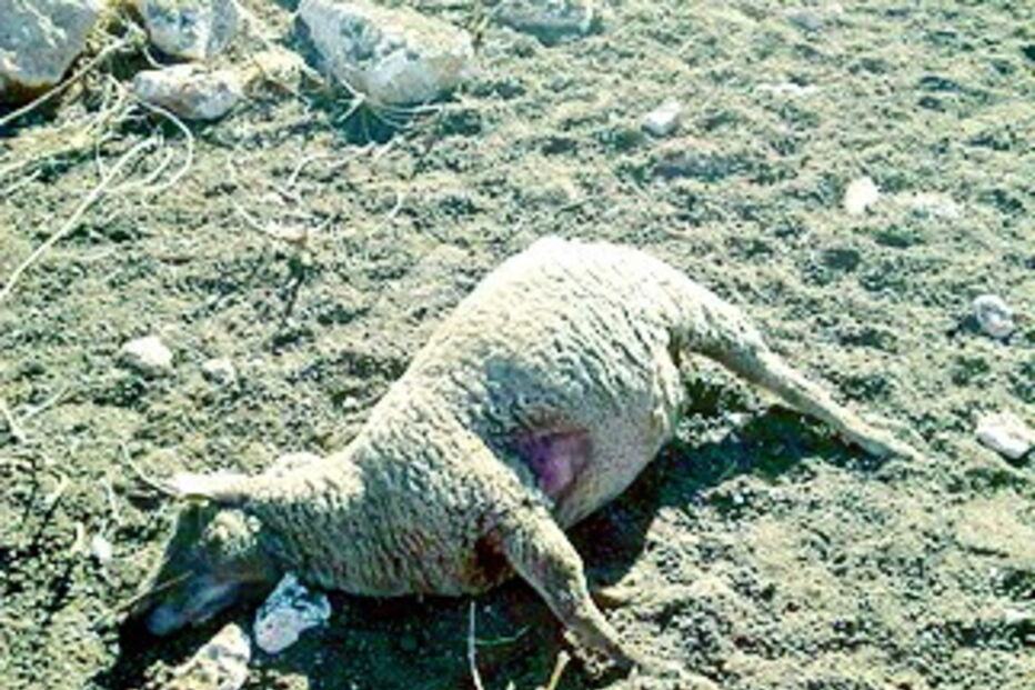Mortes de ovelhas em resultado dos ataques já ocorrem há vários anos, mas têm aumentado nos últimos tempos 