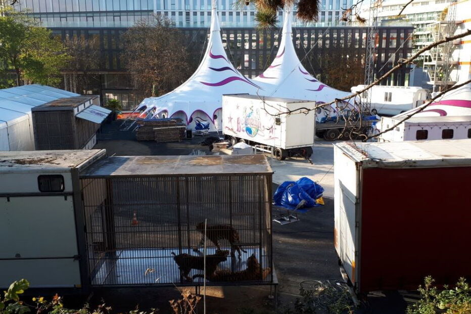 Tigre morto a tiro junto à Torre Eiffel após fugir de circo