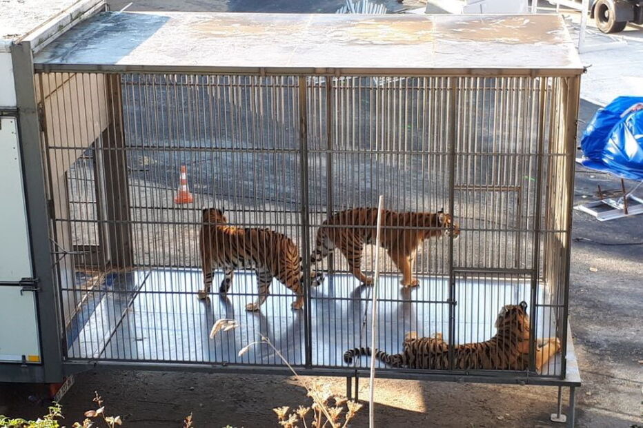 Tigre morto a tiro junto à Torre Eiffel após fugir de circo