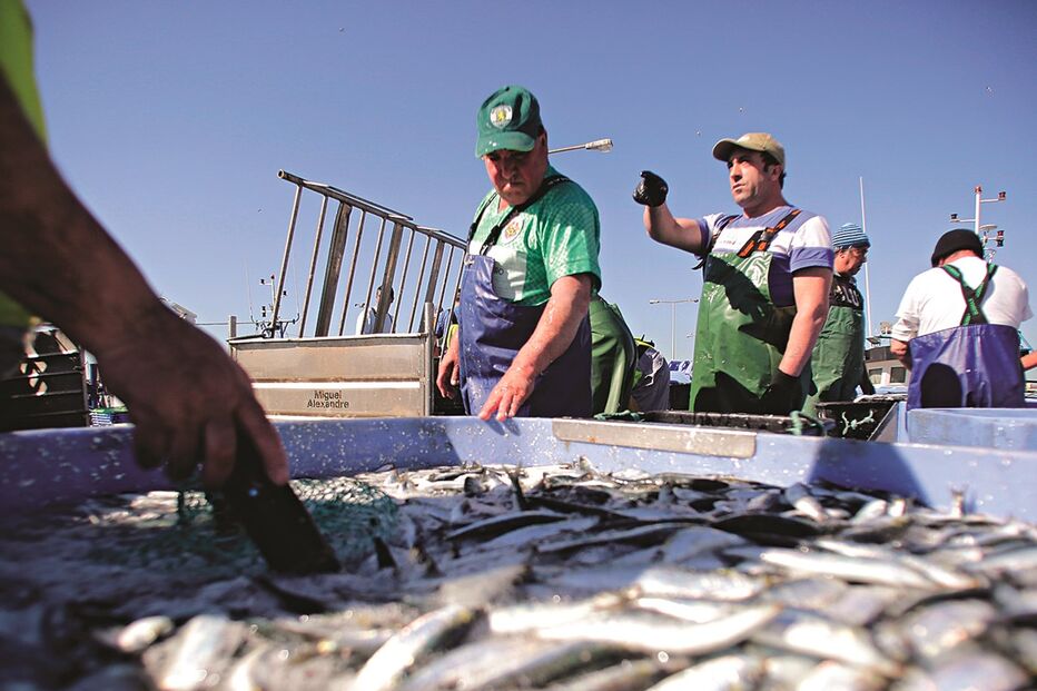 Pescadores param pois dizem que não há qualquer espécie alternativa à sardinha que compense a ida para o mar