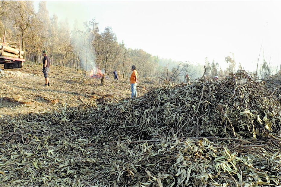 Estão a decorrer os trabalhos de preparação do terreno onde vão ser plantadas novas árvores  