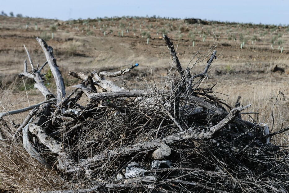 Seca extrema no Algarve deixa região do sotavento interior sem água