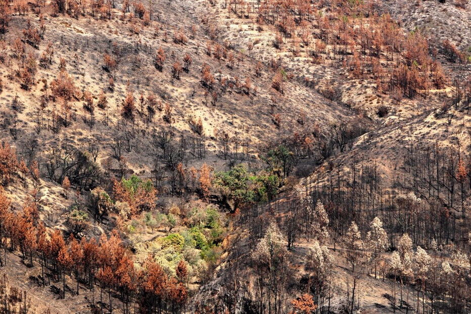 Mação, fogos, incêndio, floresta, ardida, queimada