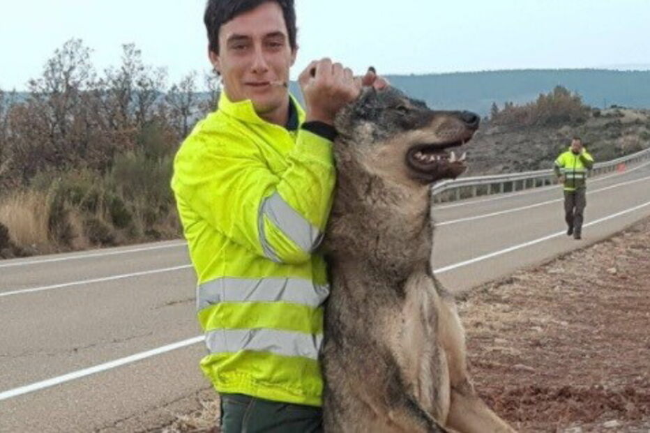 2017-11-29_09_54.38 fotolobo.jpg