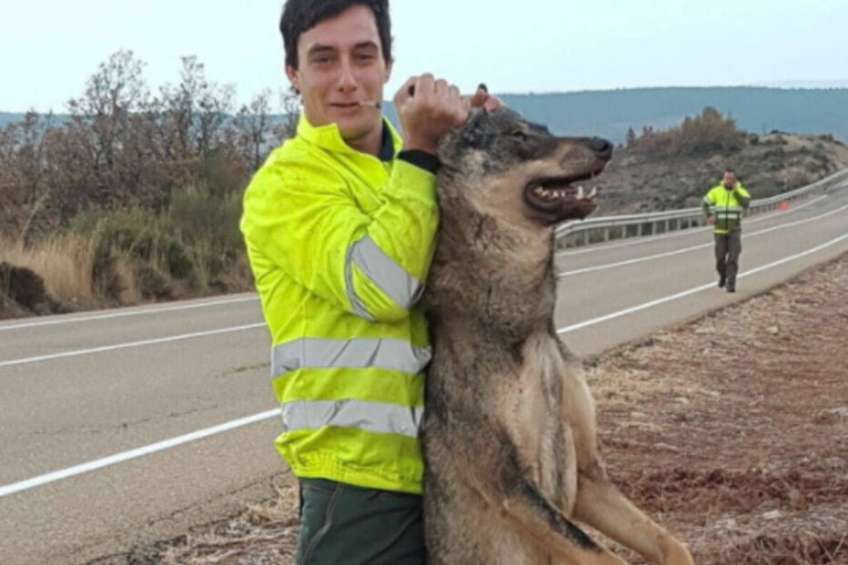 2017-11-29_09_54.42 lobo.PNG