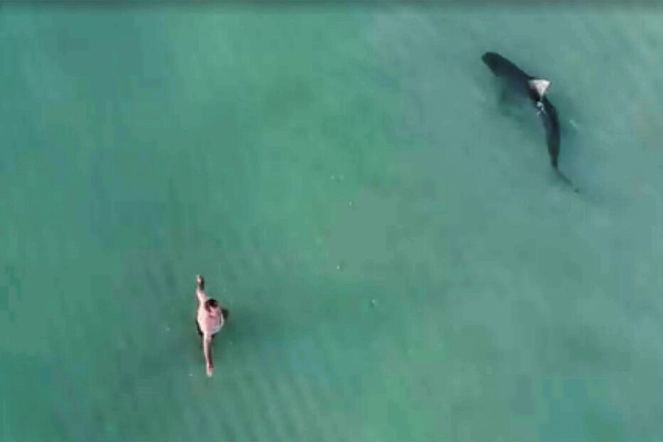 Tubarão filmado em Miami