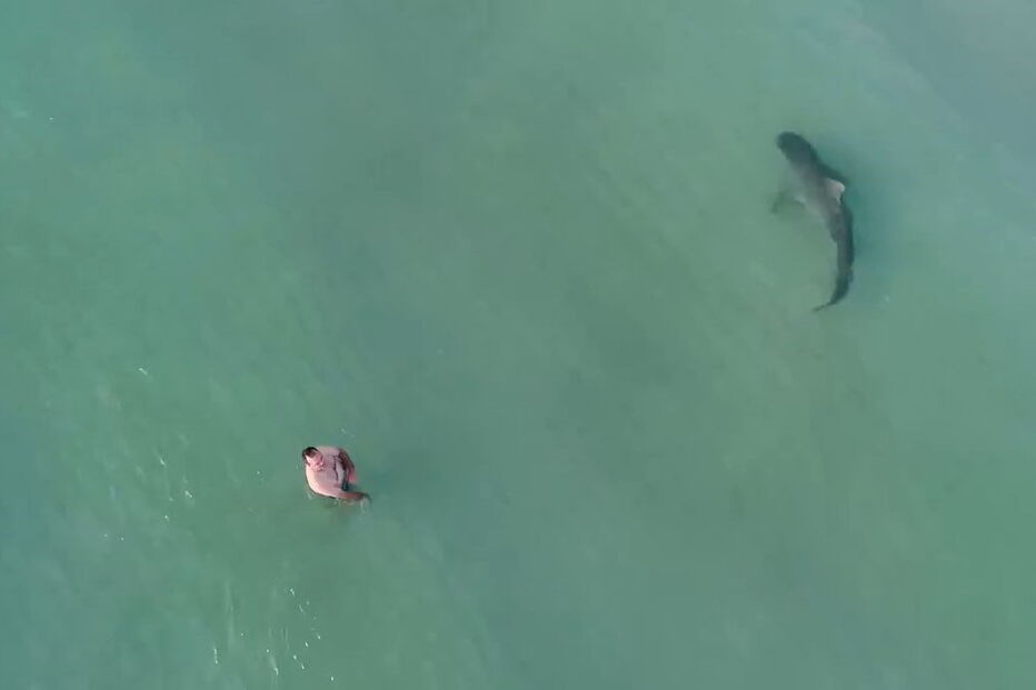 Tubarão filmado em Miami