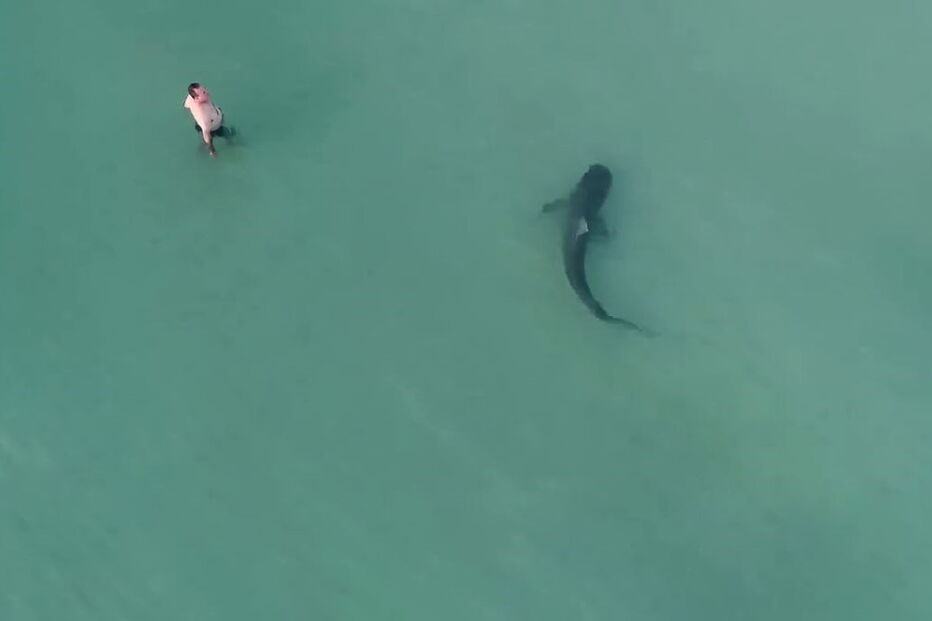 Tubarão filmado em Miami
