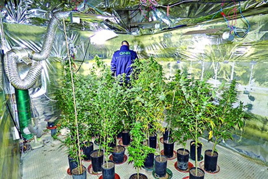 Plantas escondidas em estufa   