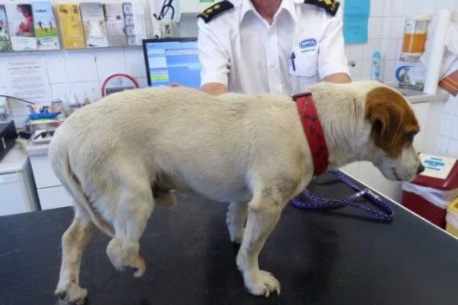 animal, cão, veterinário