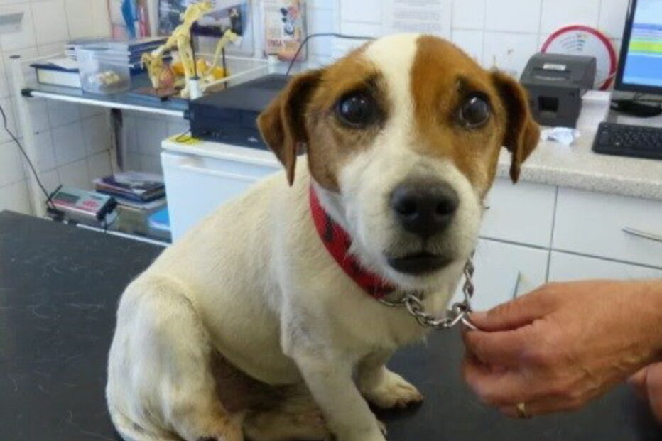 animal, cão, veterinário