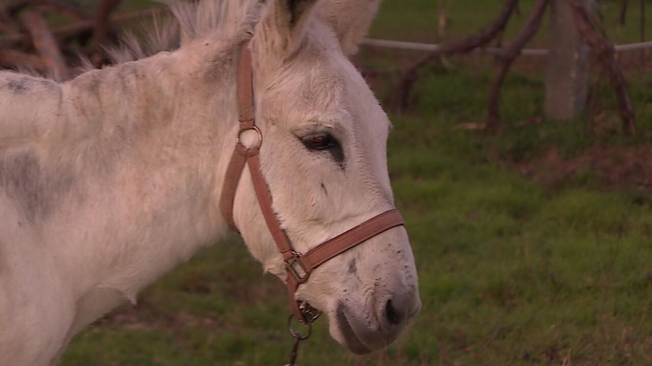 Faz queixa por sexo com burra em Guimarães - Portugal - Correio da Manhã