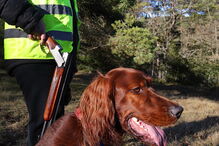 Cão disparou arma por acidente