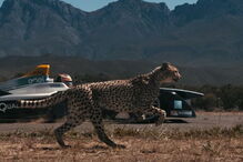 Chita, Fórmula E, Jean-Eric Vergne, África do Sul 