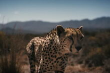 Chita, Fórmula E, Jean-Eric Vergne, África do Sul 