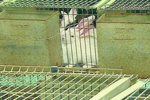 Coelhos já foram alimentados