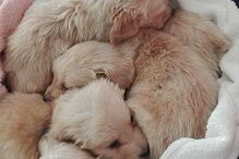 Seis cachorros foram abandonados dentro de uma caixa de cartão