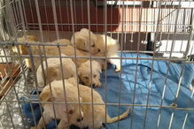 Seis cachorros foram abandonados dentro de uma caixa de cartão