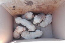 Seis cachorros foram abandonados dentro de uma caixa de cartão