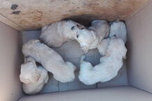 Seis cachorros foram abandonados dentro de uma caixa de cartão