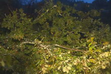 Jovem atingida por árvore é a primeira vítima mortal do mau tempo