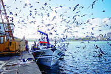Gaivotas alimentam-se de qualquer tipo de peixe e resíduos sólidos urbanos deixados fora dos contentores