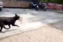 cão vadio, bebé, morto, Índia 