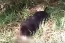 cão vadio, bebé, morto, Índia 